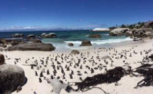 visiting-the-penguins-at-boulders-beach, Cape Town