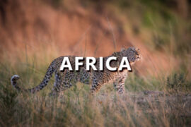 Africa