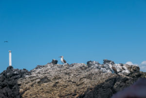 Two Blue Footed Boobys stand on this rocky landscape on the Galapagos Islands.