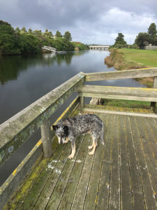 The owners dog takes in the river views from a timber platform.