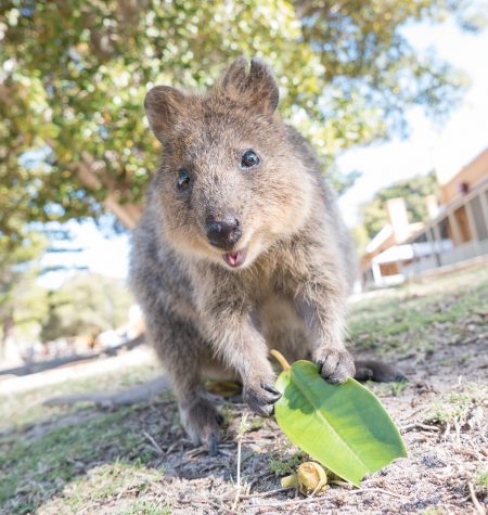 Quokka at Thomson Bay, Rottnest Island