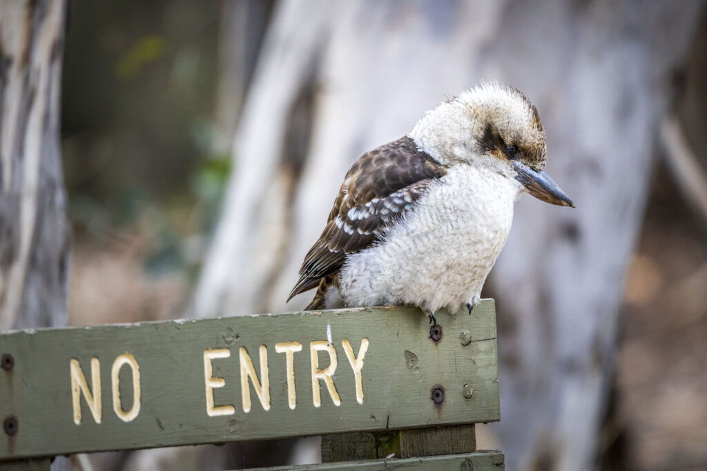 Kookaburra at Lake Catani