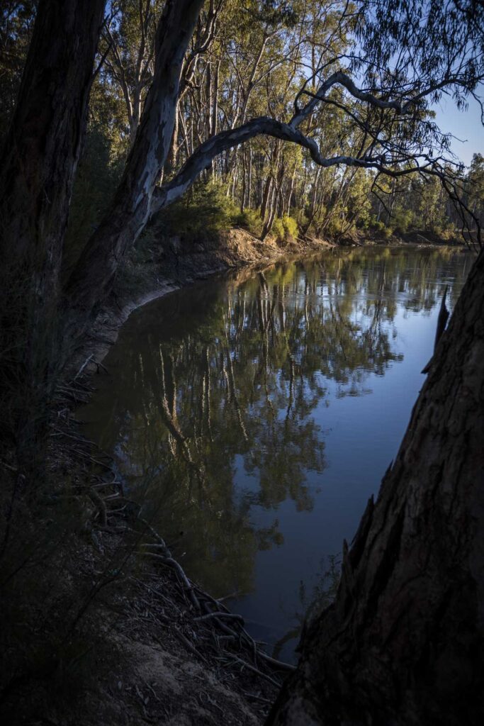Murray River reflections
