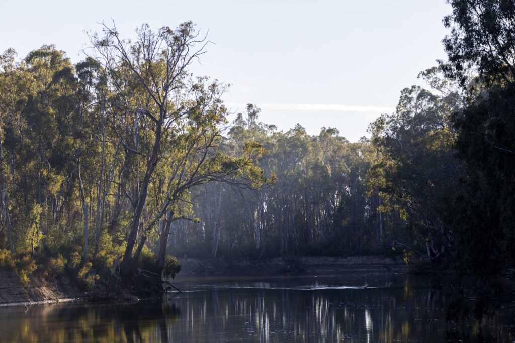 Trees lining the Murray River in Koondrook