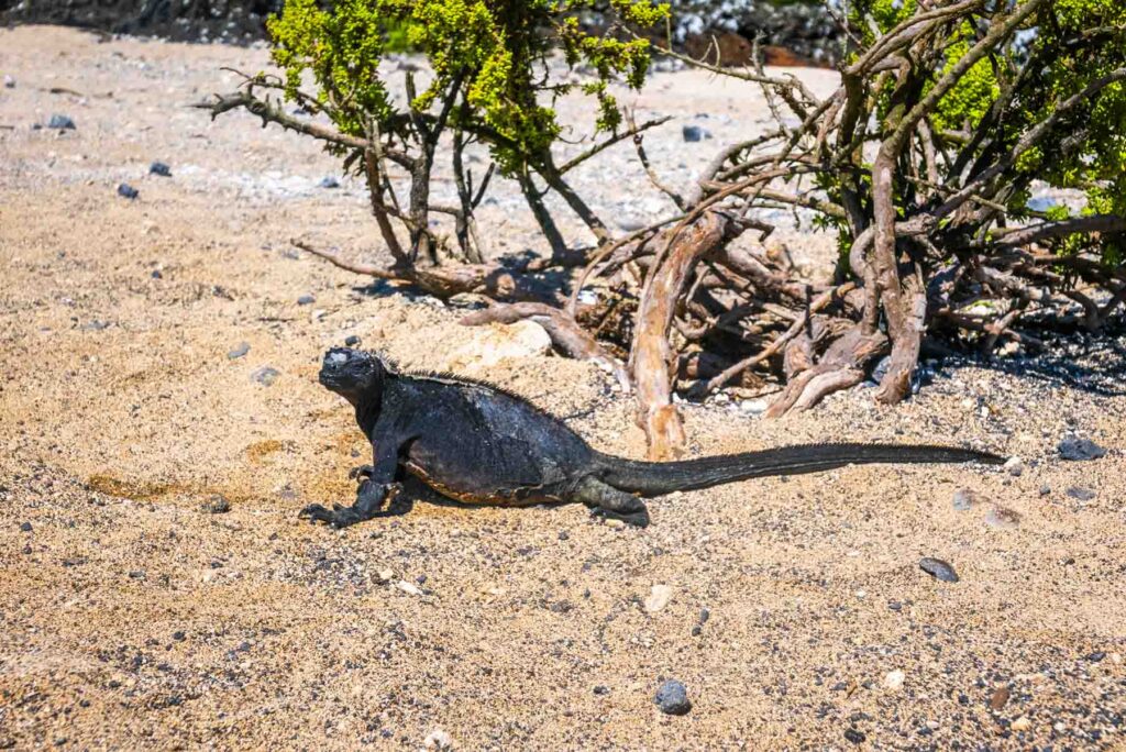 Iguana Isabela Island