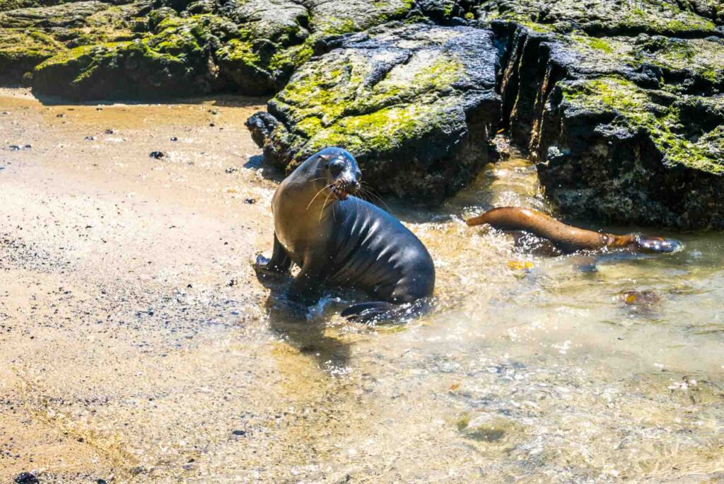 Sea lion