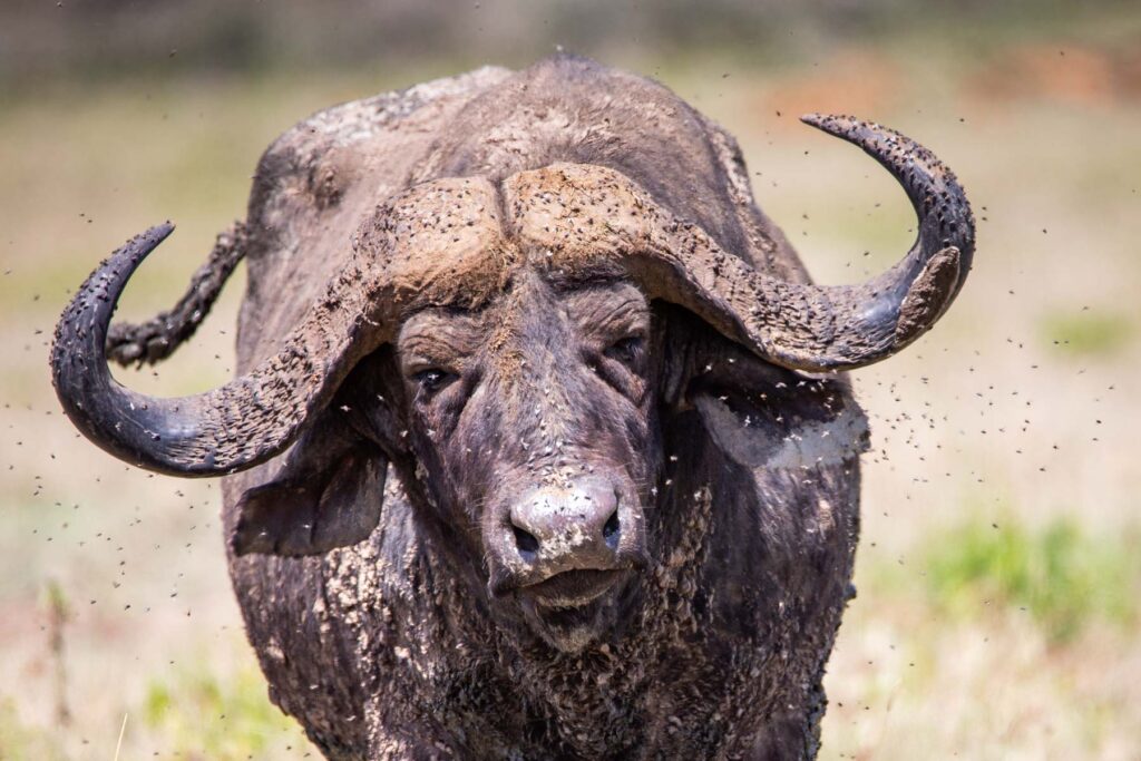 Buffalo