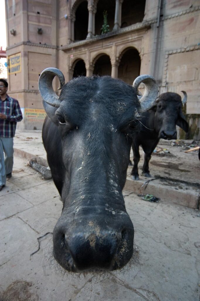 cow Delhi