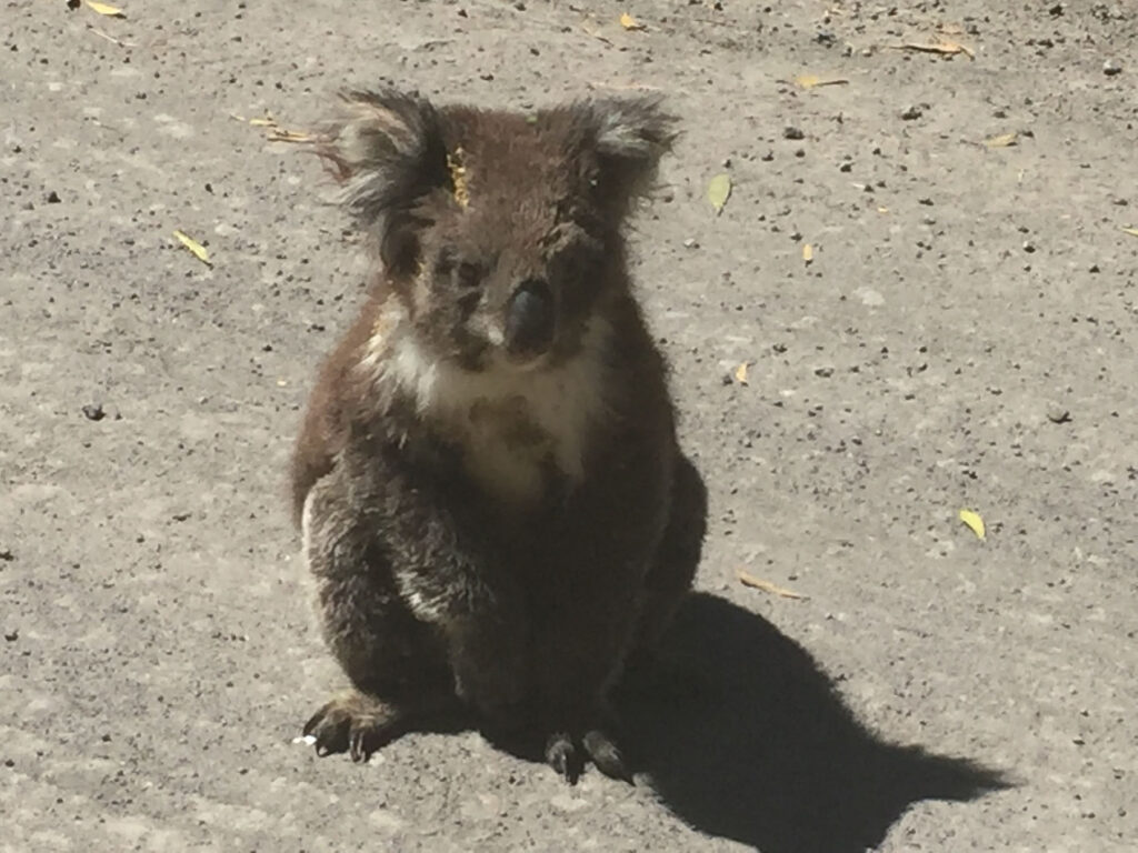 Koala, Otways National Park