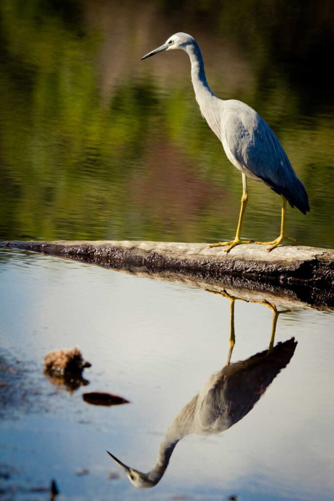 Bird reflection on Fraser Island