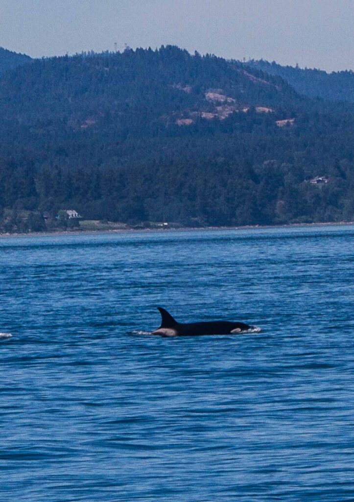 Whales in Victoria