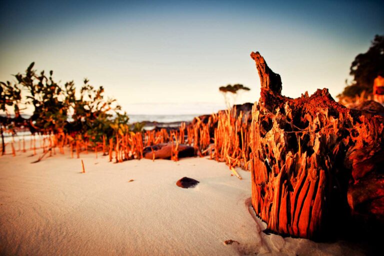 Back to the natural beauty of K’Gari (Fraser Island)