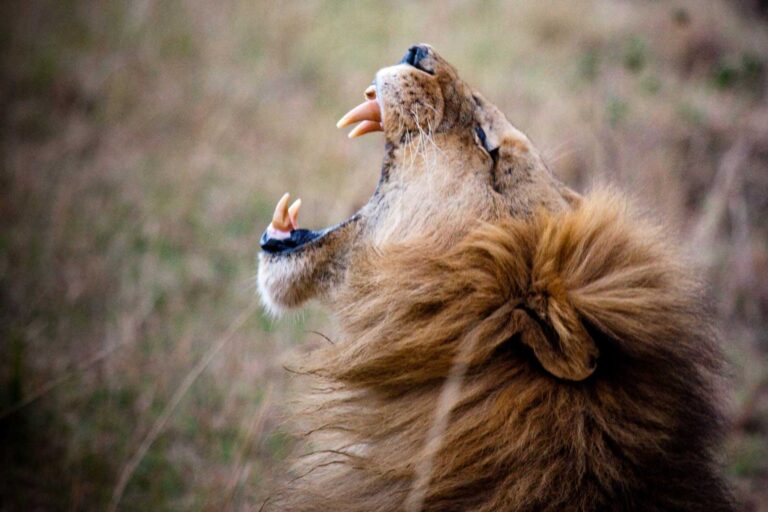 Chasing the big 5 in the Masai Mara