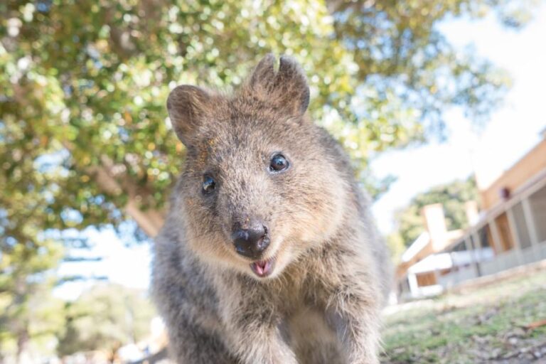 Spotting quokkas on Rottnest Island