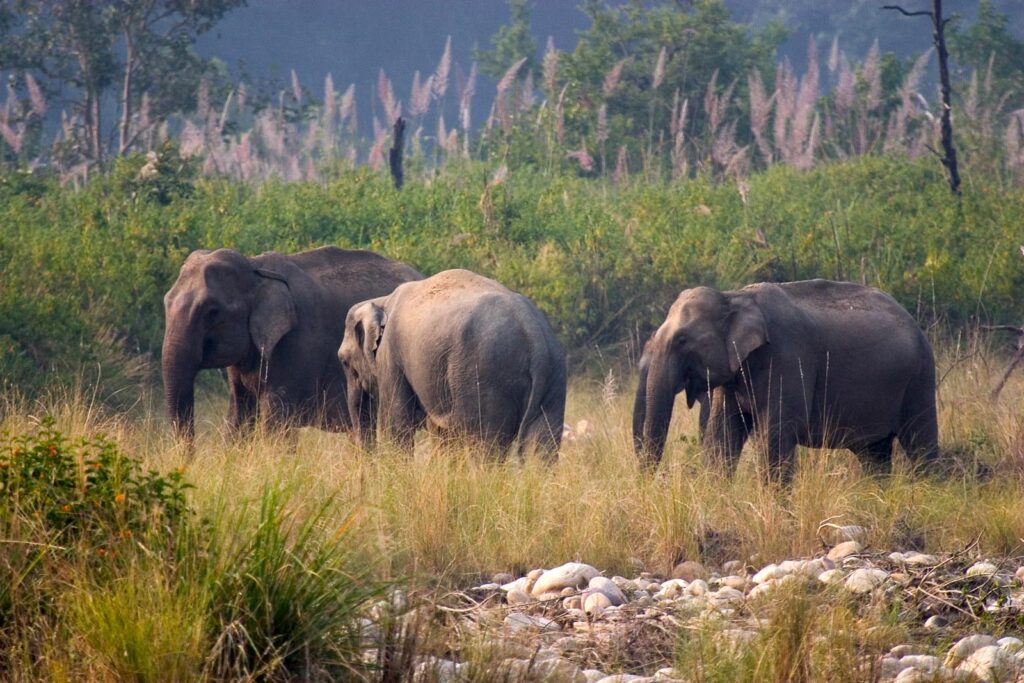 Elephants in India