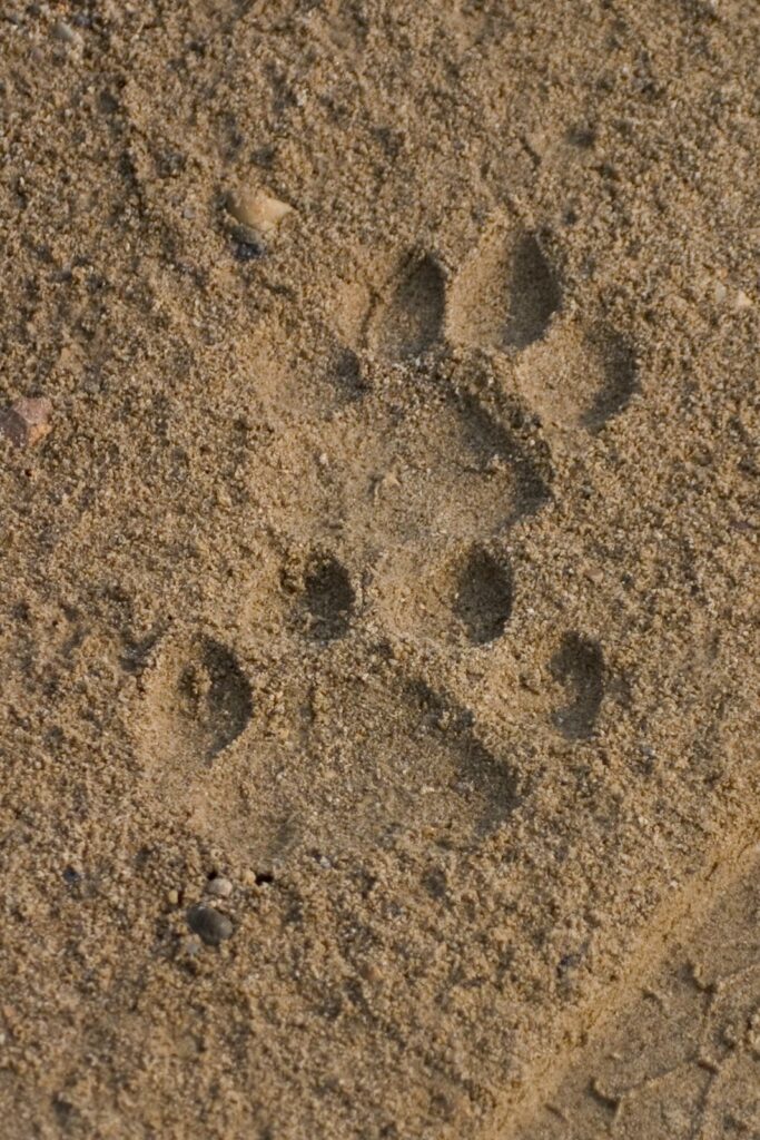 Tiger footprints