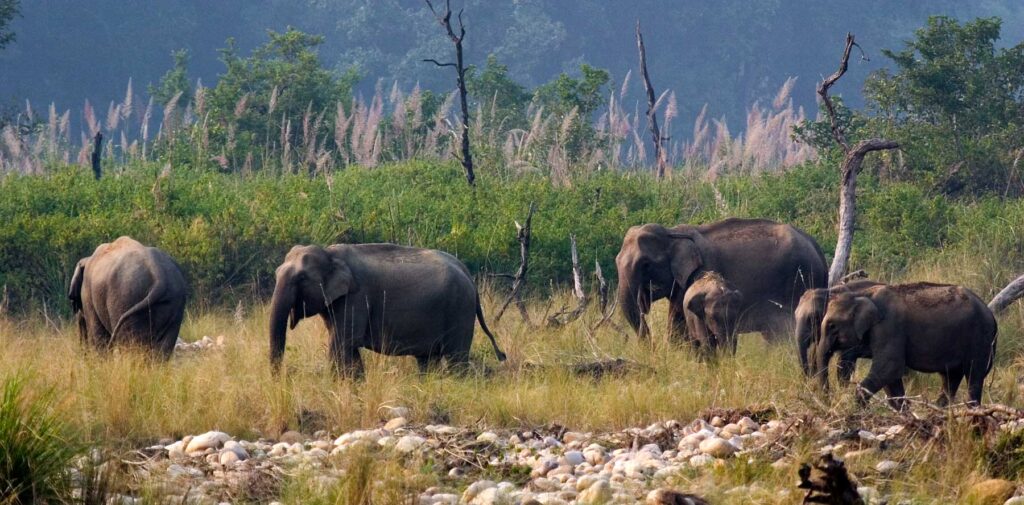 elephants pano