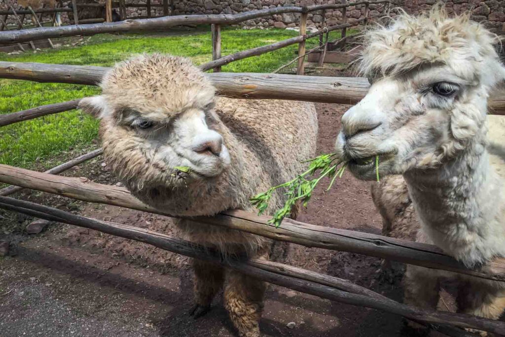 Llamas Cusco