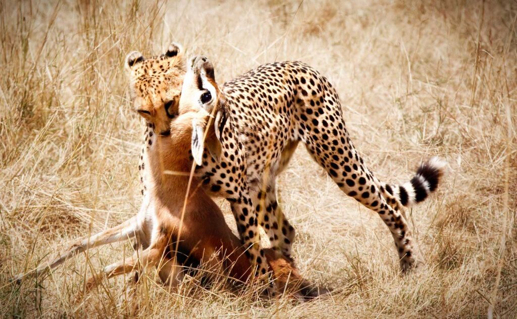 cheetah with kill