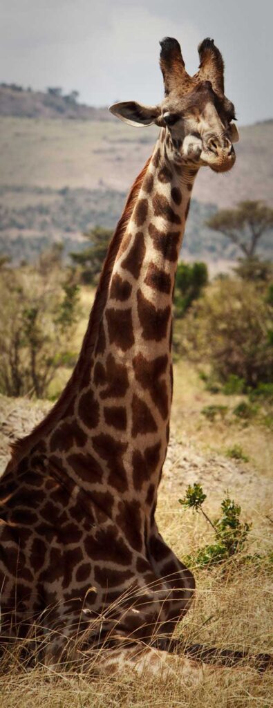 Lying giraffe