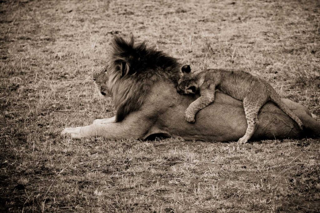 Lion and cub Masai Mara