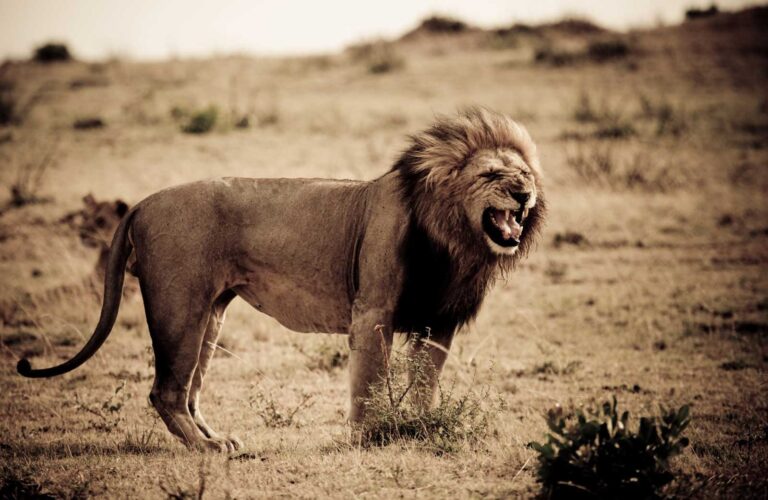 Surrounded by lions in Kenya