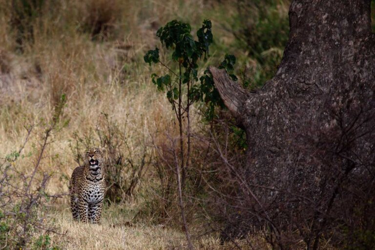 Our first leopard spotted in Samburu