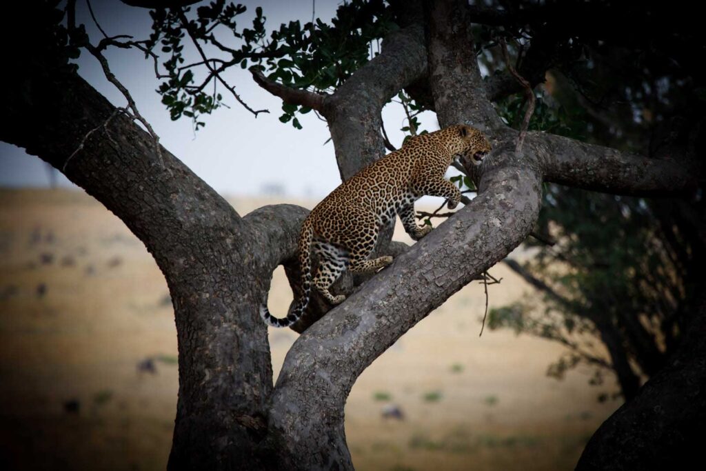 Leopard in a tree