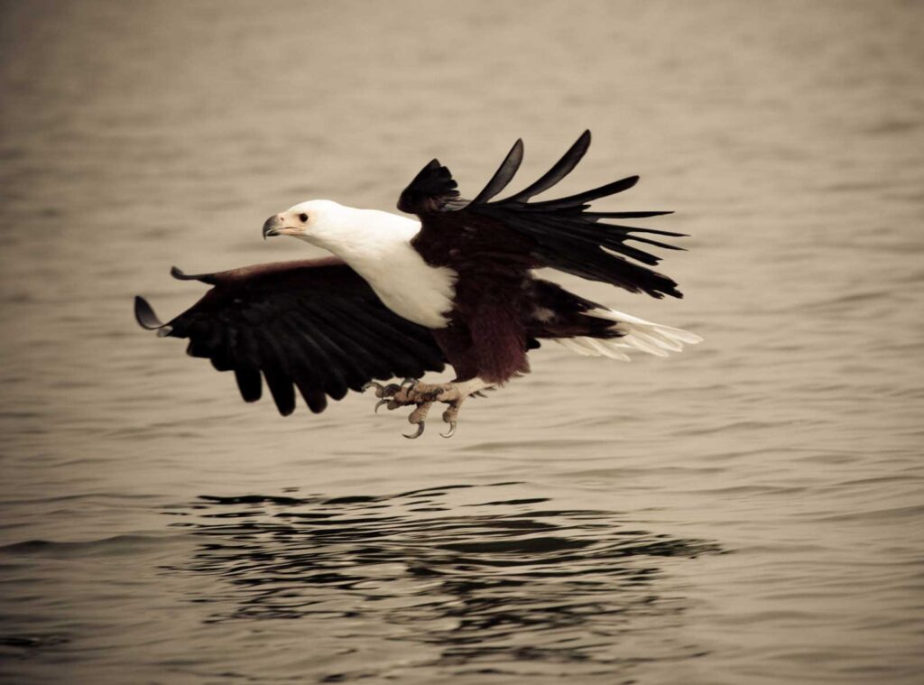 Coming in to land