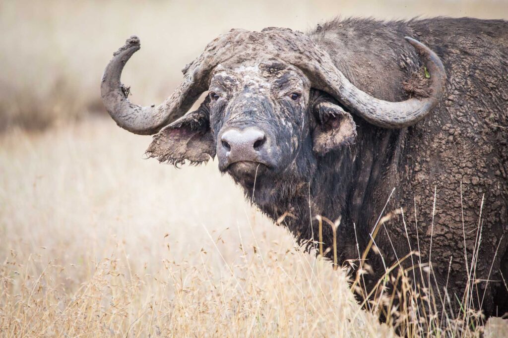 Buffalo at Ol Pejeta