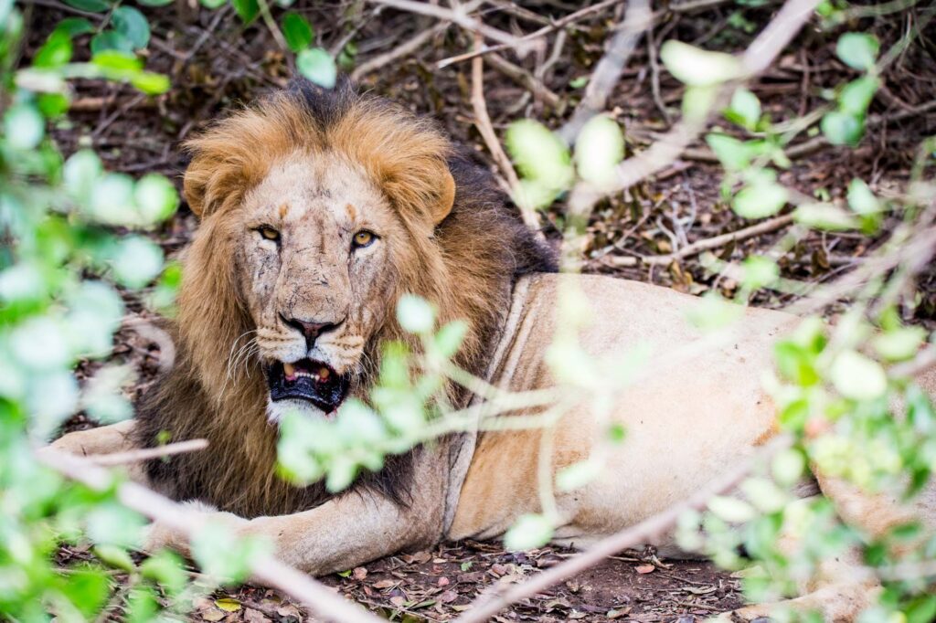 Masai Mara lion Kenya