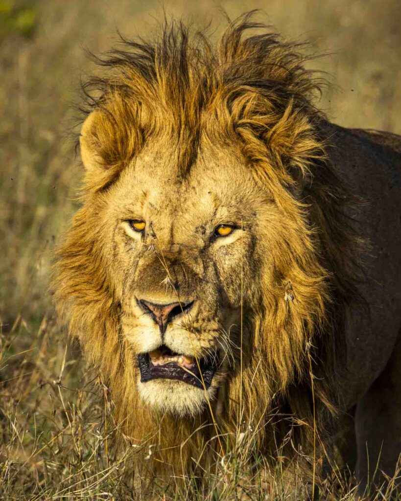 Lion at Ol Pejeta