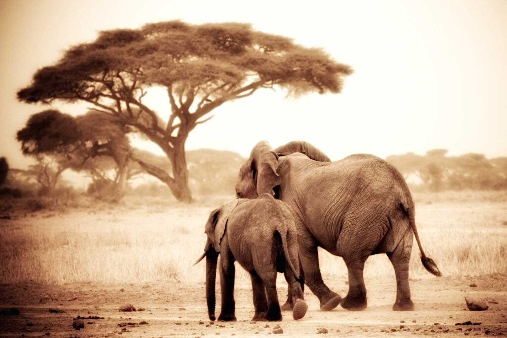 elephants in Kenya