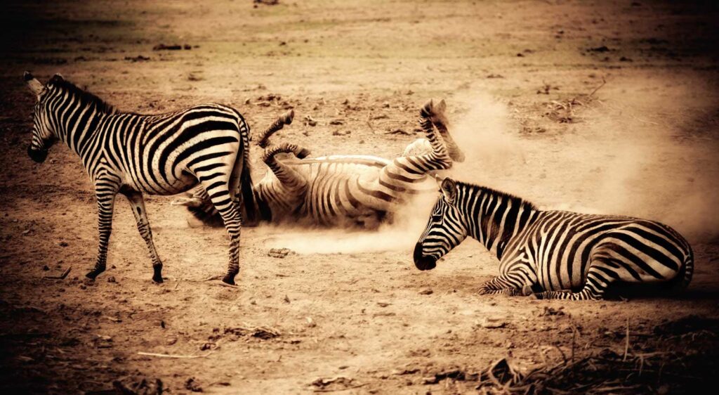 zebras playing