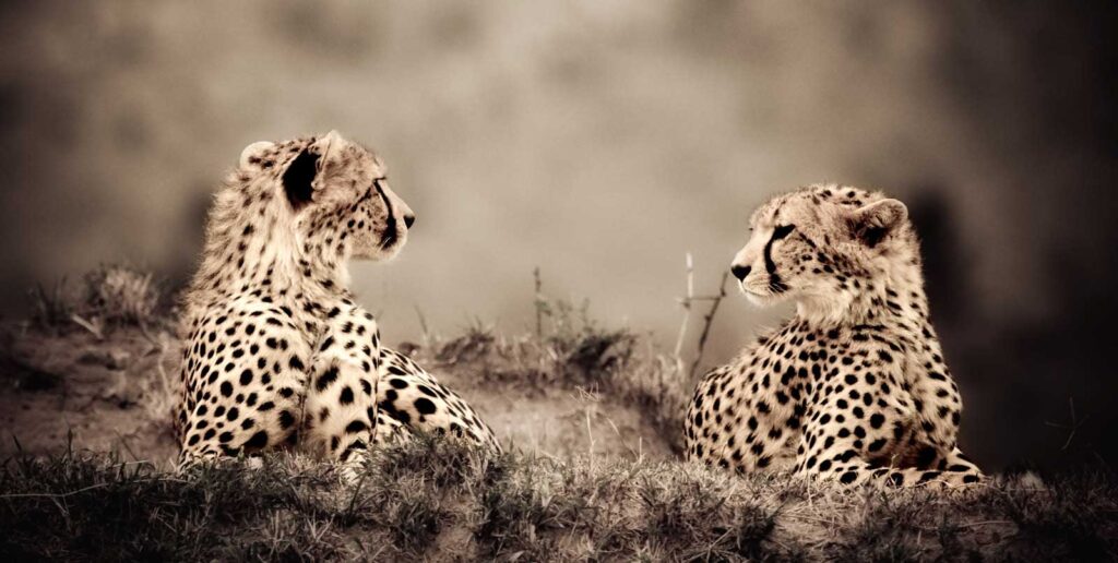 Two cheetahs Kenya