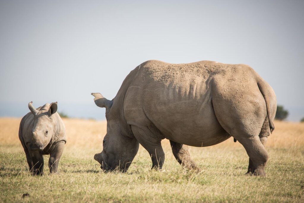 Rhinos at Ol Pejeta