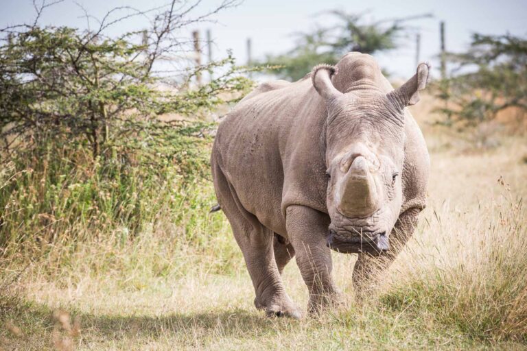 Charged by rhinos at Sweetwaters