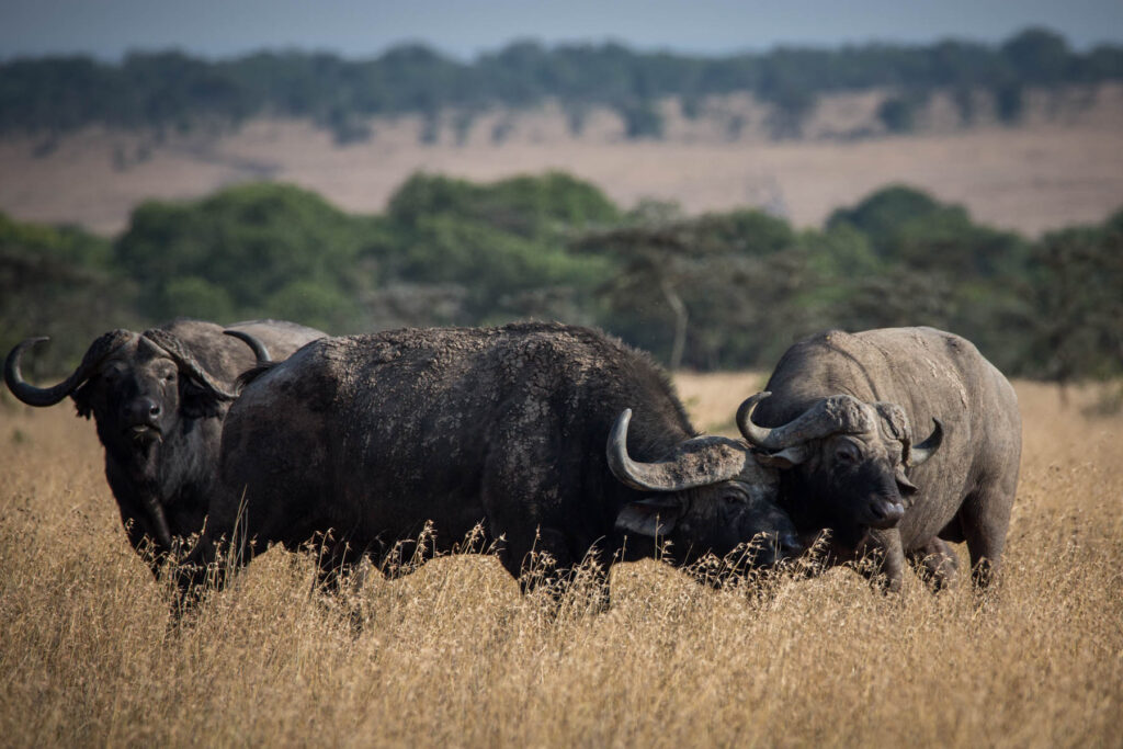 Buffalo Ol Pejeta