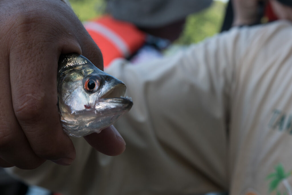 piranha fishing