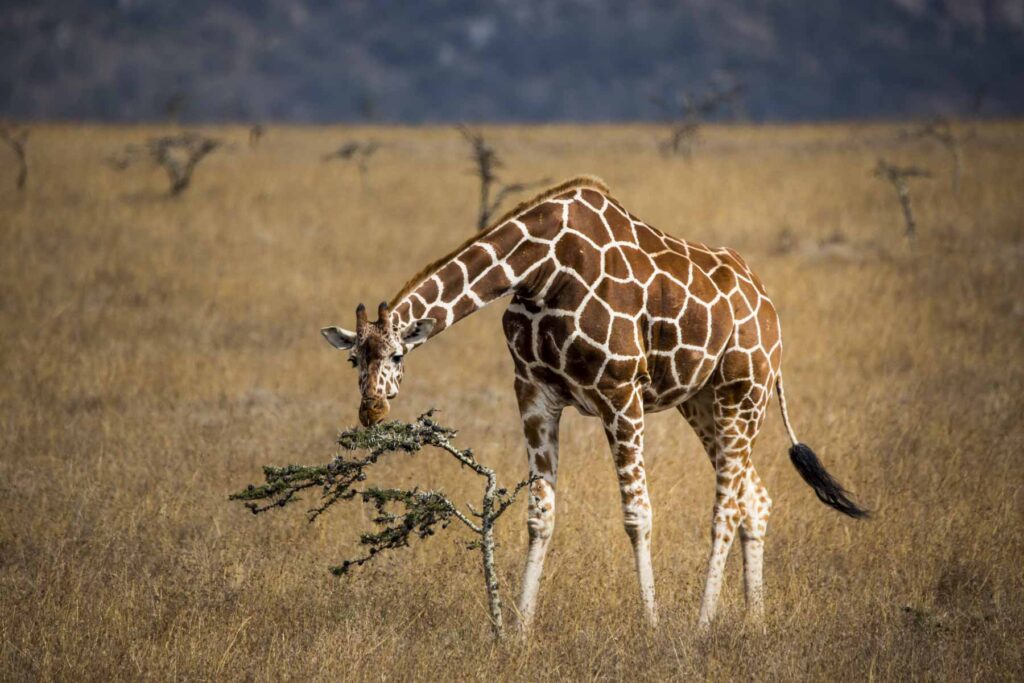 Giraffe at Sweetwaters