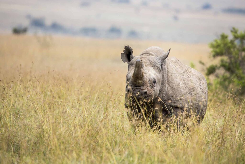 Rhino in grass