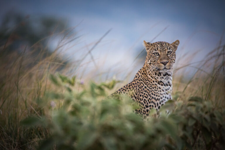 Spotting leopards in the Masai Mara