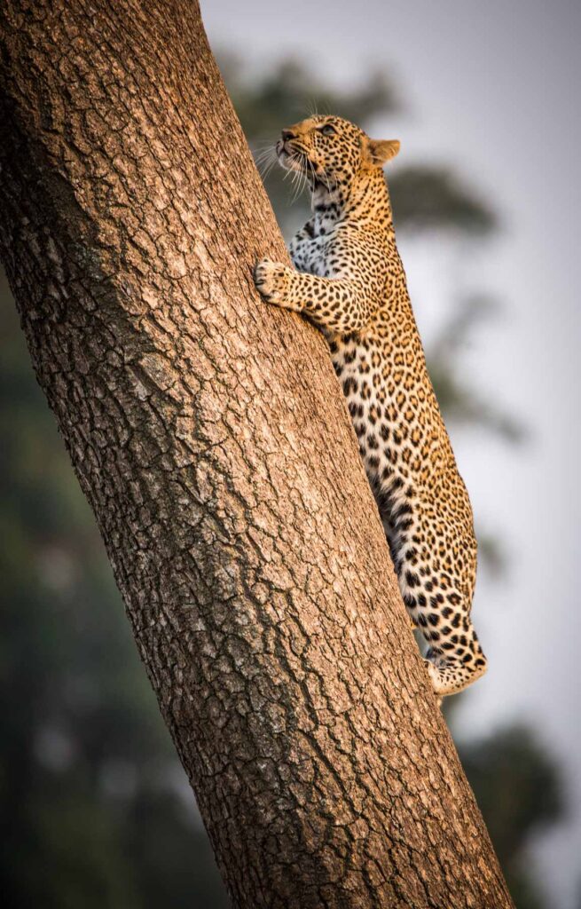 Leopard in a tree