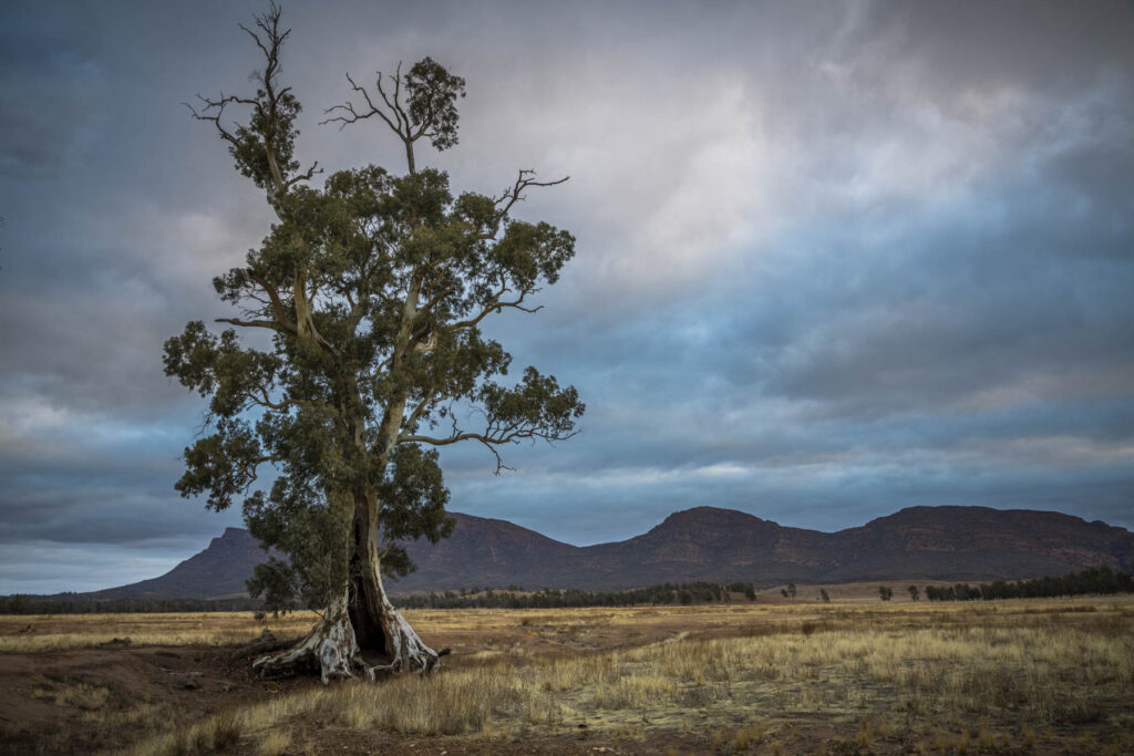 Cazneaux Tree