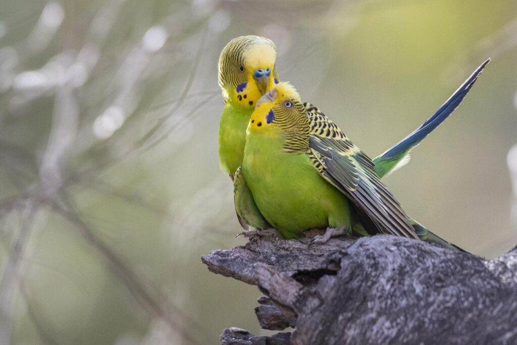 Budgerigar love inside Kings Canyon