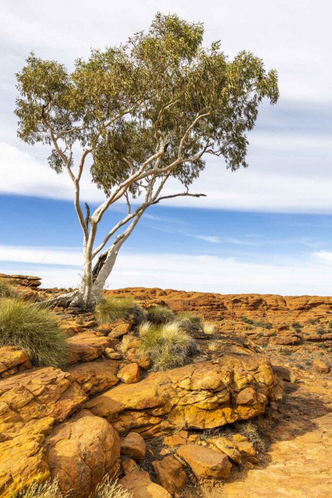 Contrasting colours on the Rim Walk at Kings Canyon
