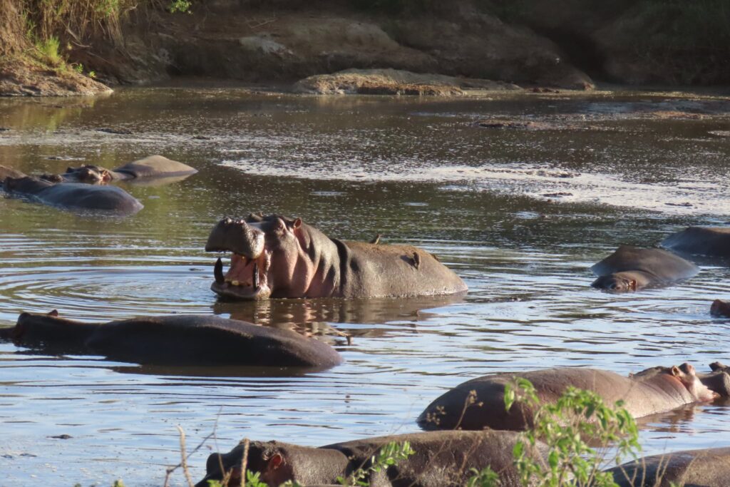 Hippos wallowing