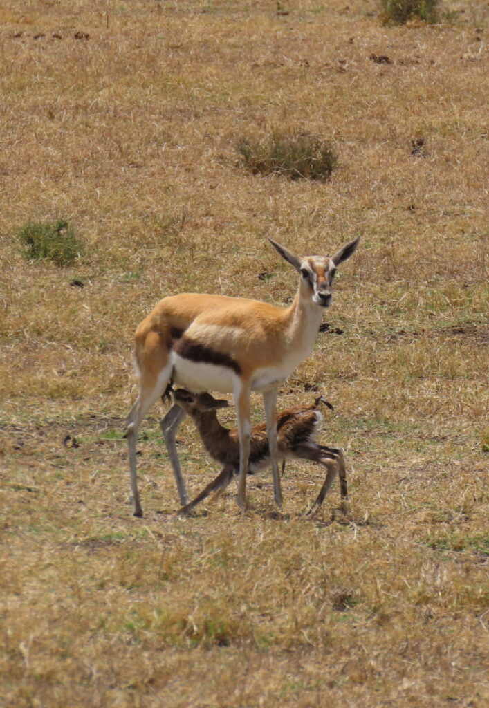 Watching an impala take its first steps