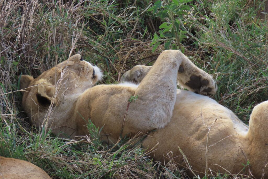 Lioness resting in the shrub.