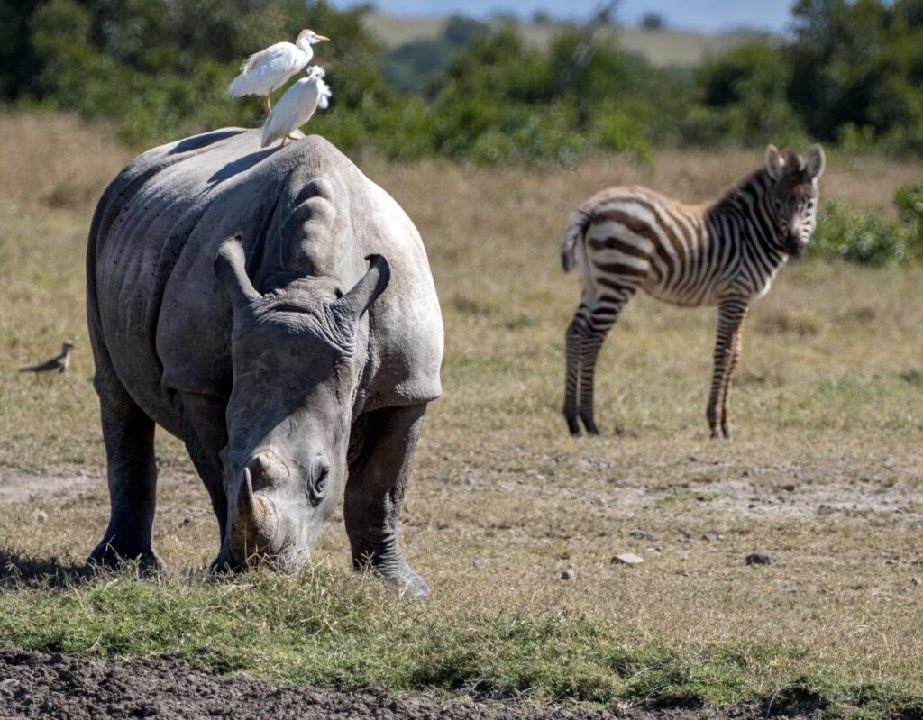 Rhino and zebra in Kenya
